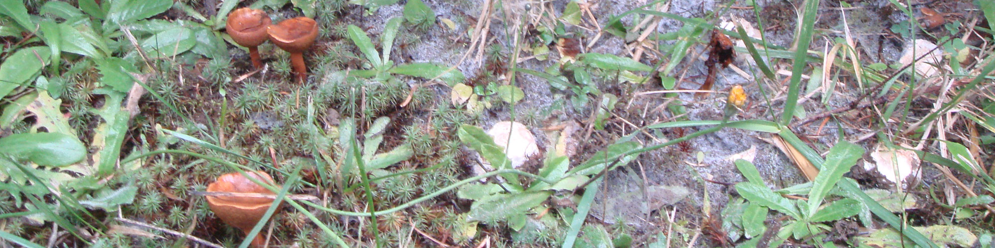 mushroom7