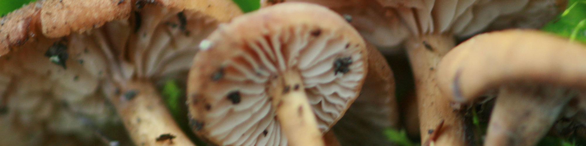 mushroom6